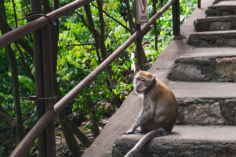 灰色的猴子坐在石板上