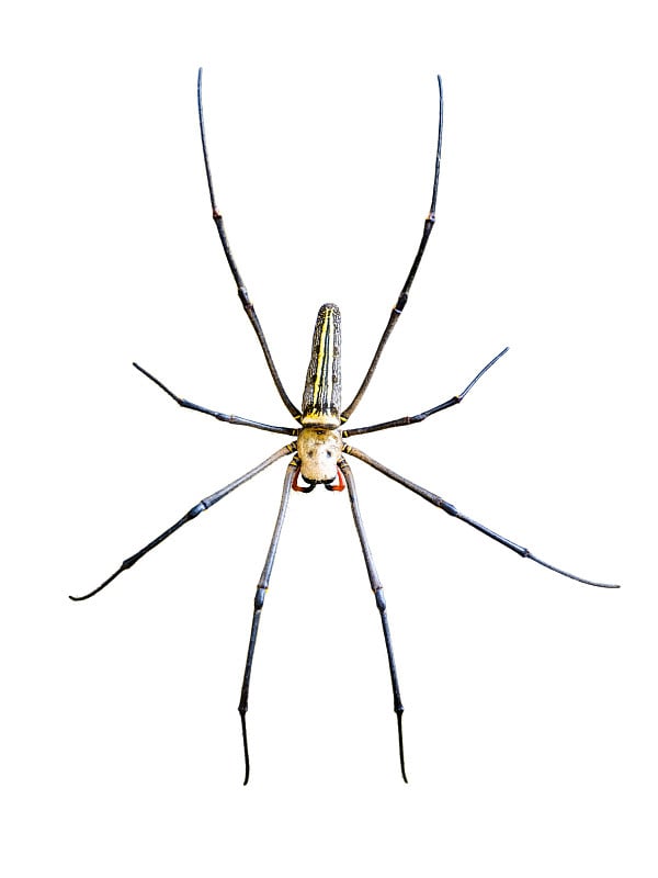 金球蜘蛛(Nephila pilipes)