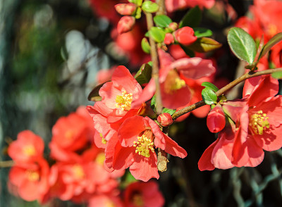 木瓜粉树花，Maule’s榅桲，Gutuiul japonez，户外近距离观察