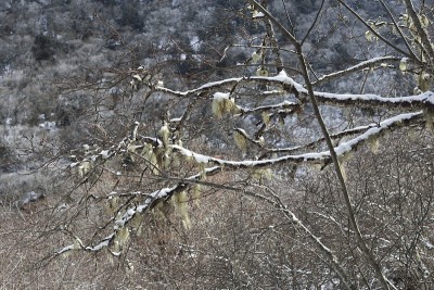 黄龙的冬季景色