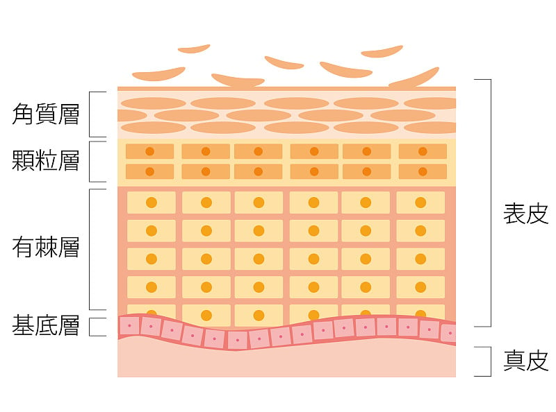 皮肤的横截面