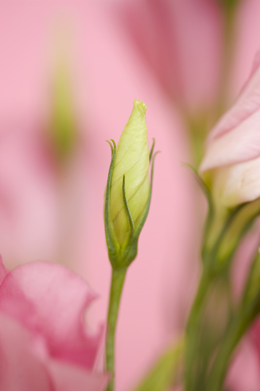 Eustoma花