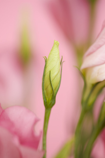 Eustoma花