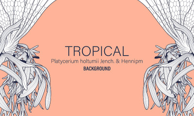 植物Platycerium holtumii Jench。& Hennipm手绘矢量。