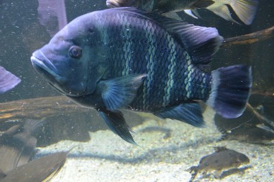 柏林水族馆里的热带鱼