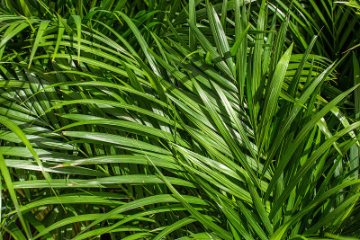 甘蔗棕榈也被称为Dypsis Lutescens