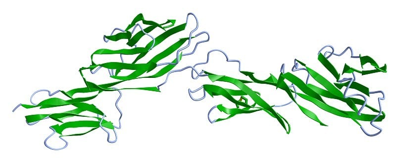 A 3D cartoon model of the human CD4 glycoprotein