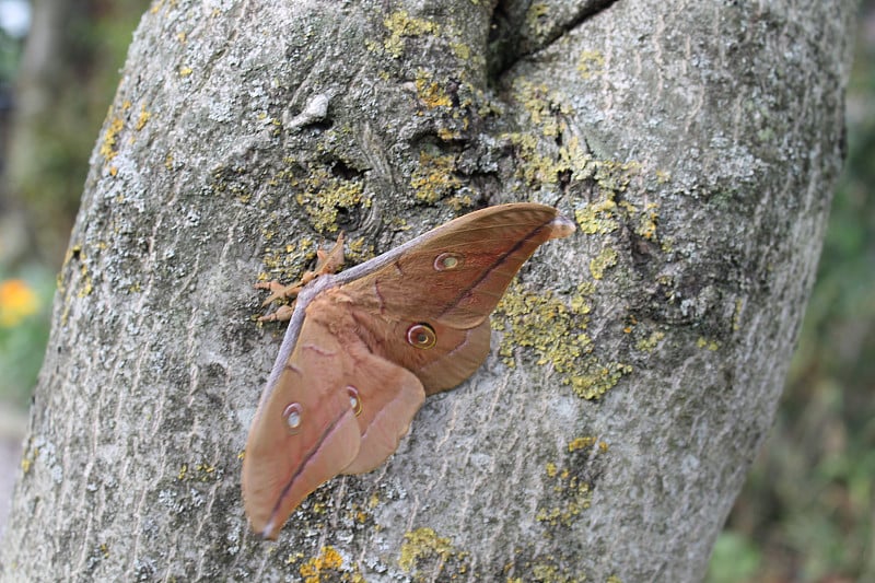 antheraea pernyi silkmoth