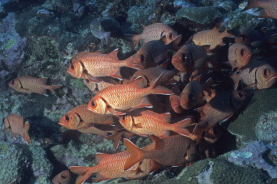 Soldierfish