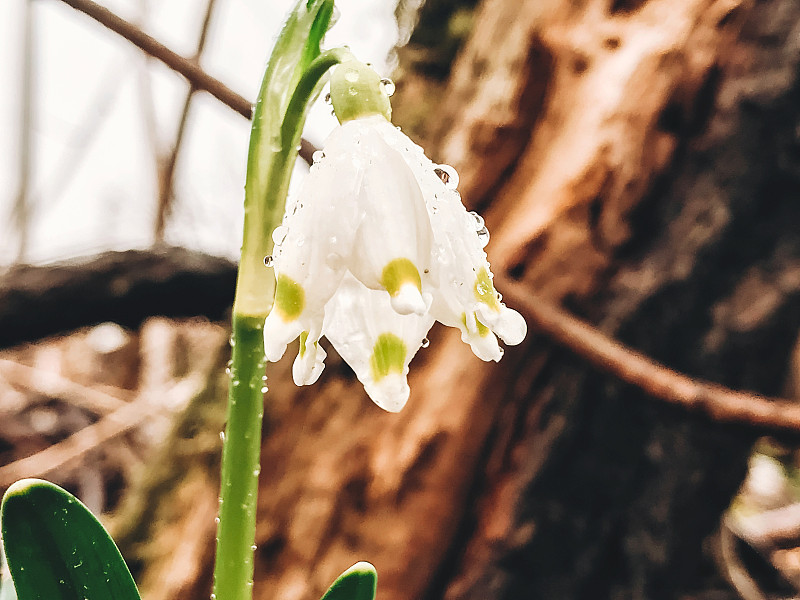 美丽的春花在露珠近了。雨后的花园中，春意盎然的雪花绽放着白色的花朵和绿色的茎干。你好,春天。自然的觉预览效果