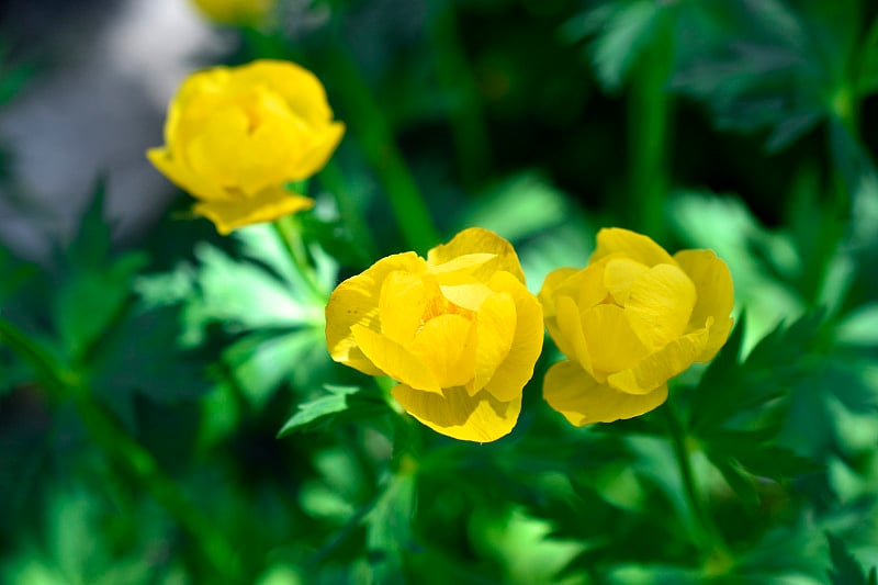 花园里的亮黄色澡堂花(毛茛科)