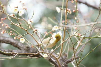 梅花