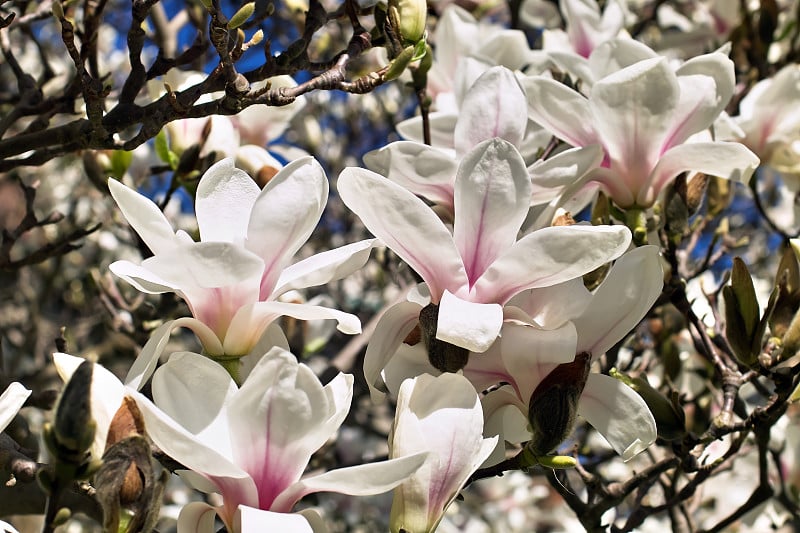 白玉兰(Magnolia)，木兰科，春天发芽开花