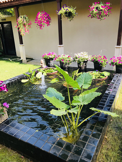 池塘里有芋头或芋芋或象耳。