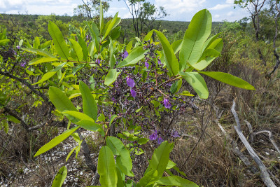 Veadeiros的Chapada dos Veadeiros
