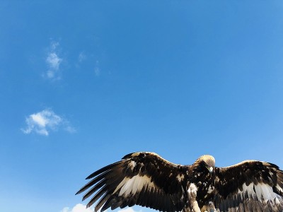 鹰想要飞翔