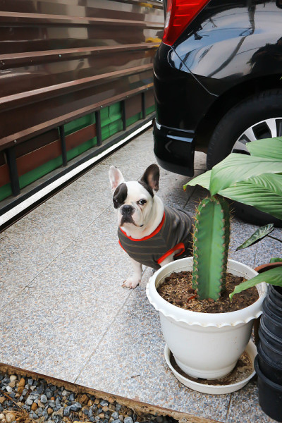 法国斗牛犬，法国斗牛犬在家