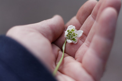 一个男人手里的雪花莲