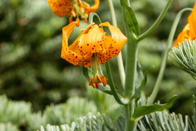 花豹
