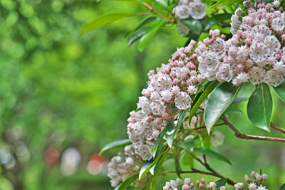 Kalmia