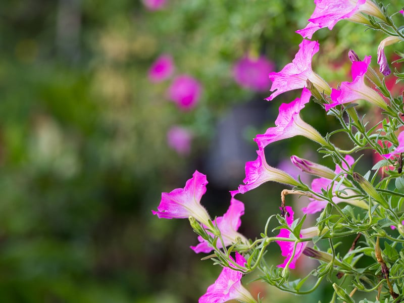 侧面的粉红色矮牵牛花悬挂