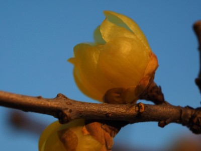 Chimonanthus praecox，日语叫Roubai