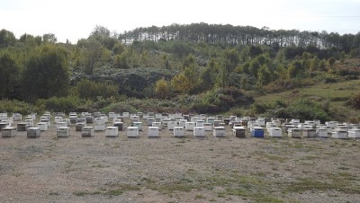 BEEHİ已经