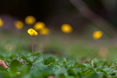 花生花与模糊的背景