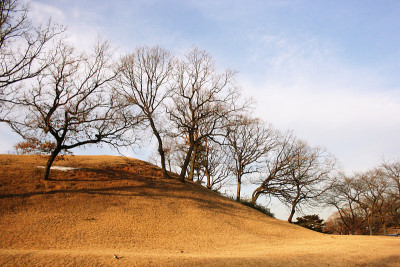 山和树