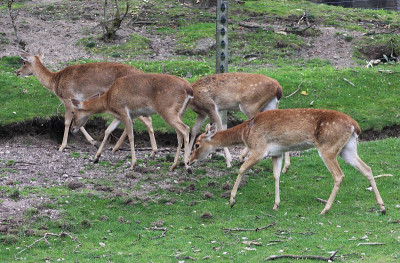 Eld's deer (Panolia eldii)