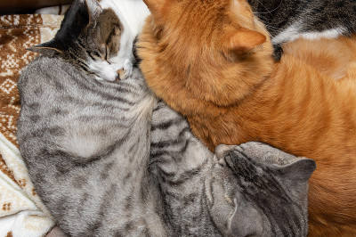 三只猫