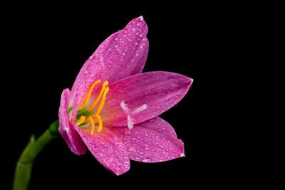 百合花之美