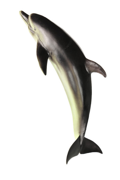 海豚