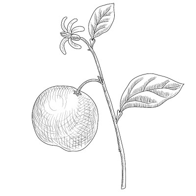 矢量画苦prange