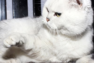 灰色的猫