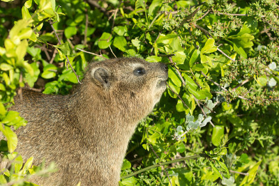 裙子dassie