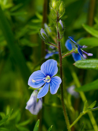 Veronica officinalis flowe
