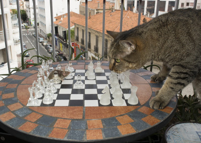 猫和老鼠下棋