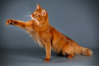 索马里猫的彩色背景