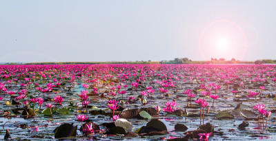 红莲花海