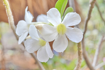 沙漠玫瑰花朵