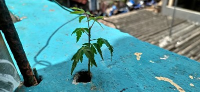 采取萨普林