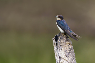 在自然背景的树桩上的家燕(Hirundo rustica)图片。鸟。的动物。