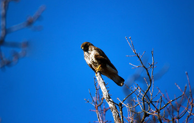 兰纳山隼(Falco biarmicus)