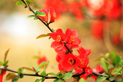 木瓜的花