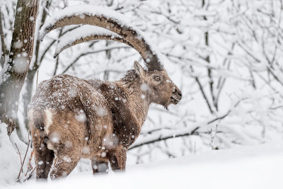 暴风雪下的高山山羊 (Capra ibex)