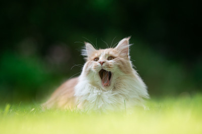 巨大的猫