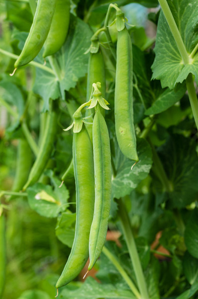 豌豆植株上的绿豌豆荚