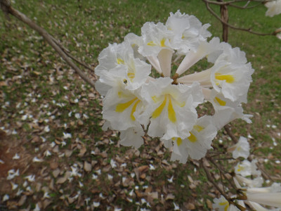 白喇叭树花