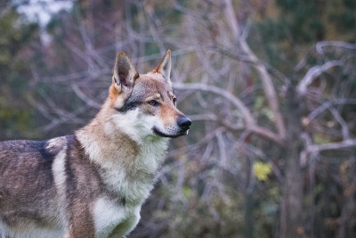 夏季犬种捷克狼犬(捷克狼犬)